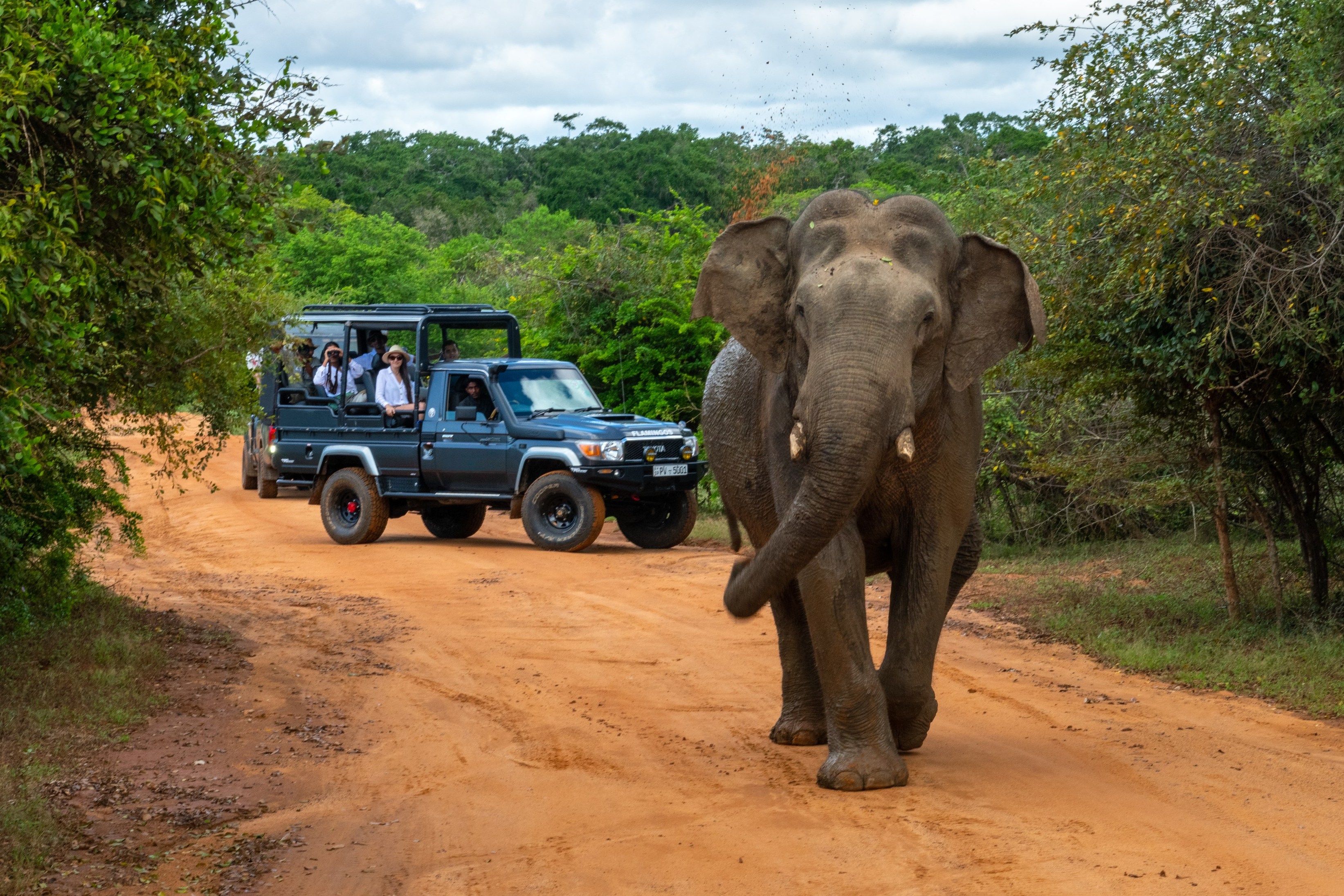 Elephant in the wild Sri Lanka