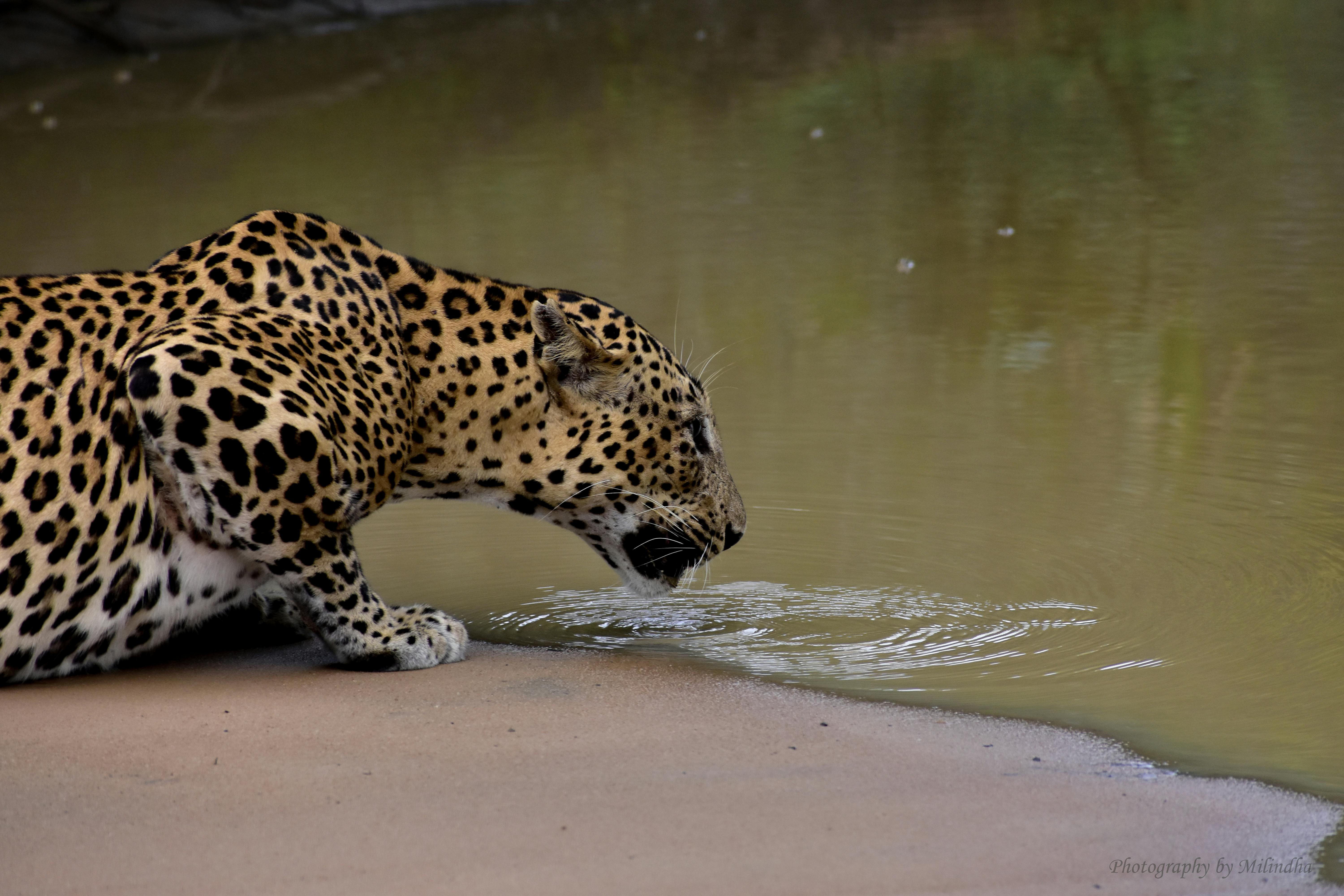 Leopard national park Sri Lanka