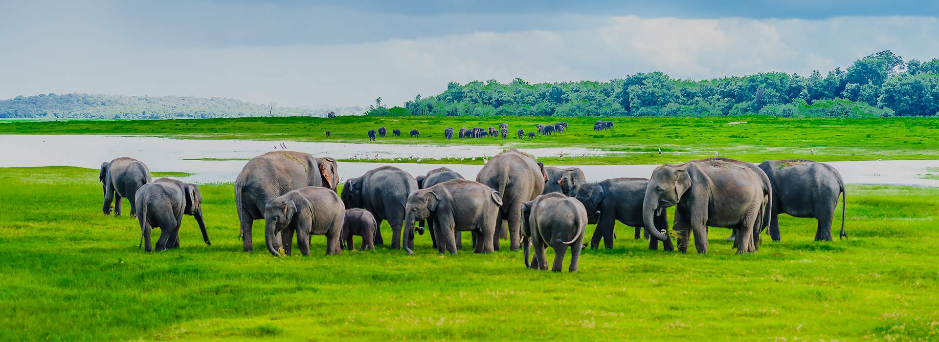 Wildlife safaris and nature experiences Sri Lanka